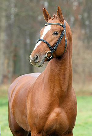 Kétanou v. Kalaska de Semilly - Corrado I (c) Volker Hagemeister